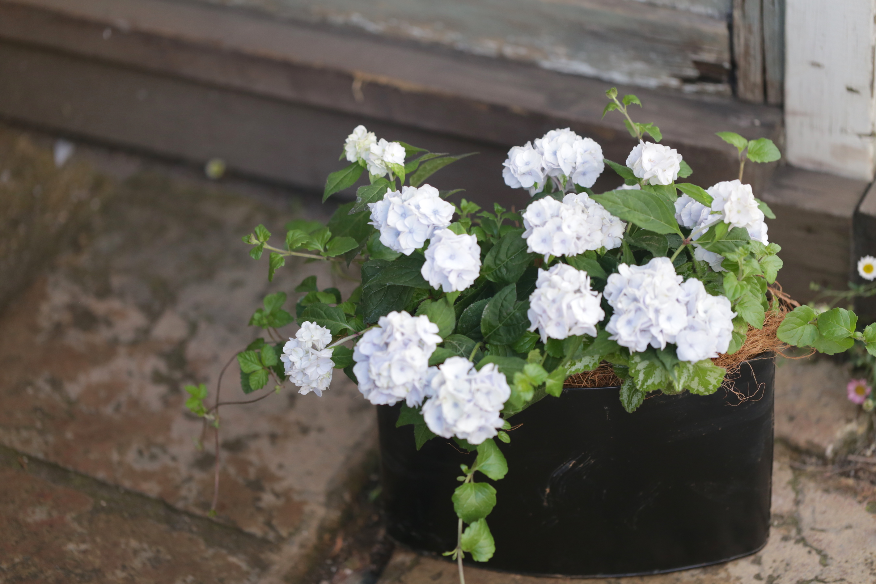 山紫陽花 伊予獅子てまりの寄せ植え １ ｔｓｕｍｕｇｉ