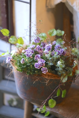 ペチュニアバーニーズ ブルー植物 紫色 花　1ケース24入り IMG_9857のコピー