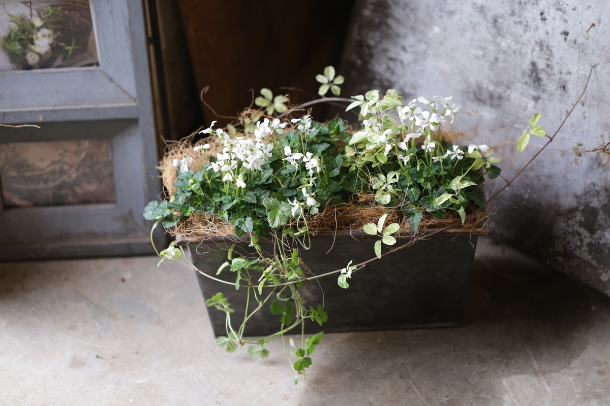 屋久島八重山スミレの寄せ植え | tsumugi．