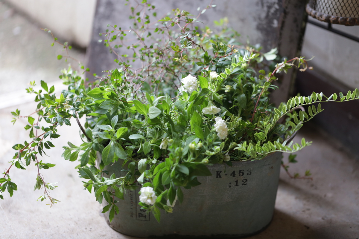 母の日にも♪ 寄せ植え　花■ペチュニアの寄せ植え 母の日にも♪ 寄せ植え花□ペチュニアの寄せ植え