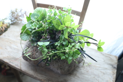 軽石鉢の寄せ植え<L>