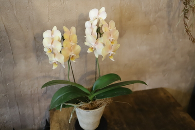 胡蝶蘭＜1＞⚠︎マザーチークではありません