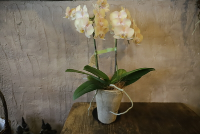 胡蝶蘭＜2＞⚠︎マザーチークではありません