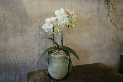 胡蝶蘭　マザーチーク　＜1＞