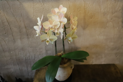 胡蝶蘭　マザーチーク＜2＞