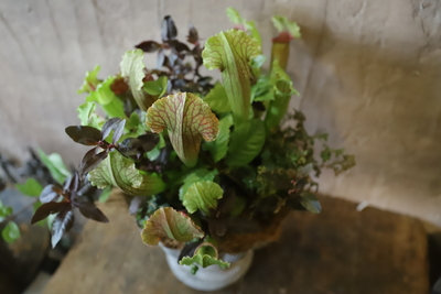 サラセニアの寄せ植え