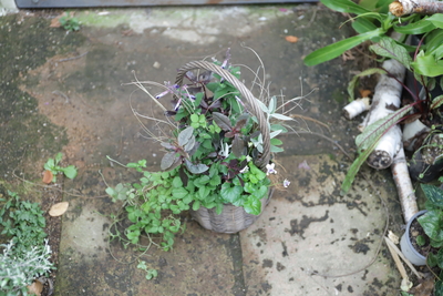 シンプルな寄せ植え