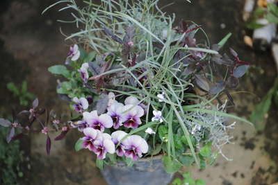 アンティークデコラの寄せ植え＜ブリキ＞