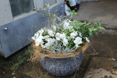 アンティークデコラ鉢の寄せ植え＜ブリキ＞