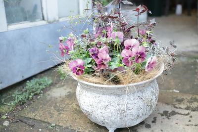 アンティーク風しんしんの寄せ植え