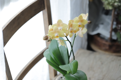 胡蝶蘭　マロン＜チュニジアポット＞1