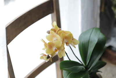 胡蝶蘭　マロン＜チュニジアポット＞２