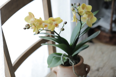 胡蝶蘭　マロン＜チュニジアポット＞３