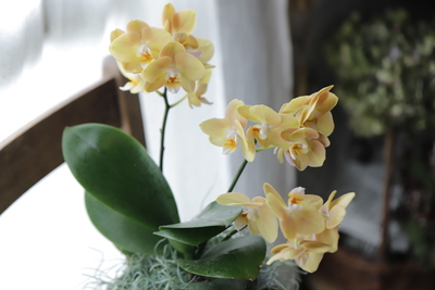 胡蝶蘭　マロン　＜B＞