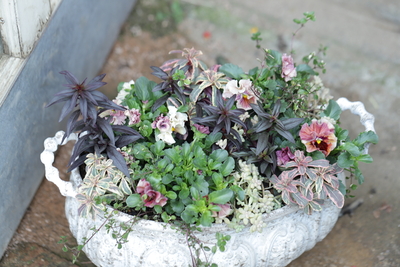 オーバルブリキの寄植え＜ホワイトポット＞