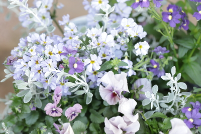 パープルのグラデーション寄植え＜ブリキ＞