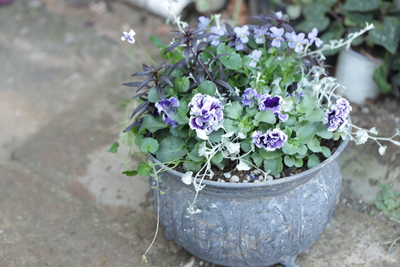 パープルの寄植え