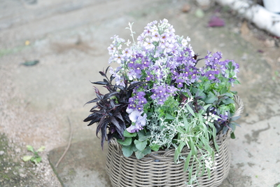 パープルの寄植え＜バスケット＞