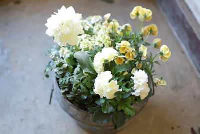クリームな寄せ植え