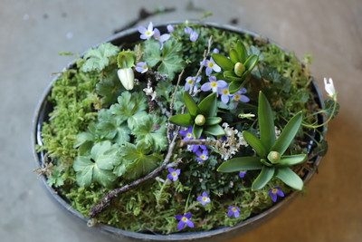 春の訪れの寄せ植え