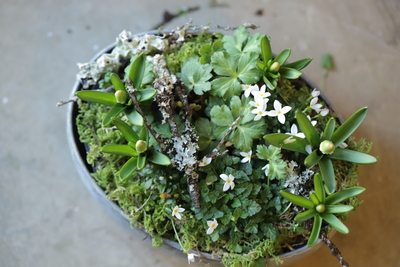 早春の寄せ植え＜white＞