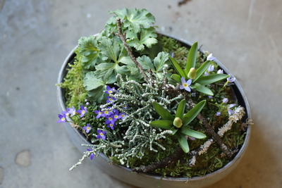 早春の寄せ植え＜２＞