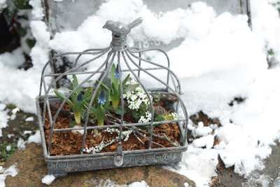 早春の小さな寄せ植え　〜La Cage〜