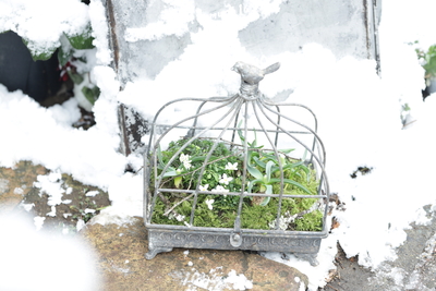 早春の小さな寄せ植え〜La Cage~