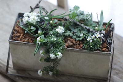 早春の訪れ <White garden>