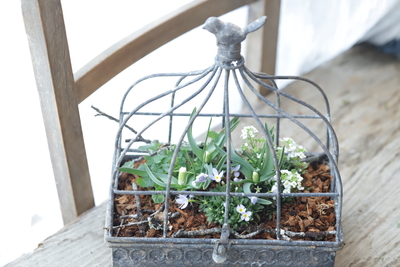 早春の小さな寄せ植え〜La Cage~＜2＞