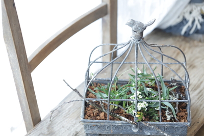 早春の小さな寄せ植え〜La Cage~<3＞