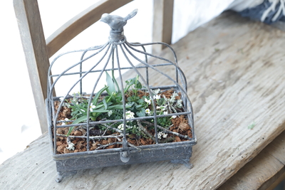 早春の小さな寄せ植え〜La Cage~＜４＞