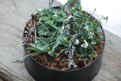 早春の寄せ植え　White garden Lサイズ