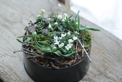 早春の寄せ植えWhite garden S