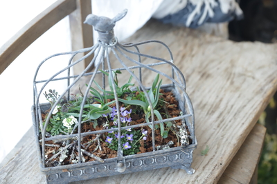 早春の小さな寄せ植え〜La Cage~＜１＞