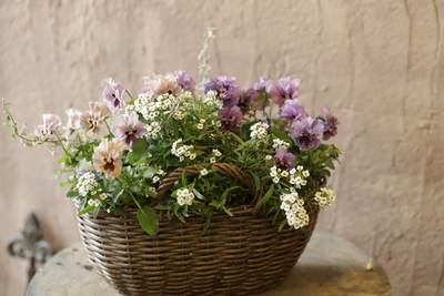 Lady の寄せ植え<a>