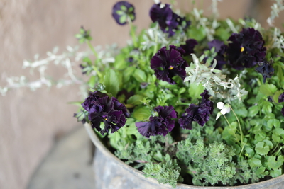 デコラティブなブリキのブラックな寄せ植え