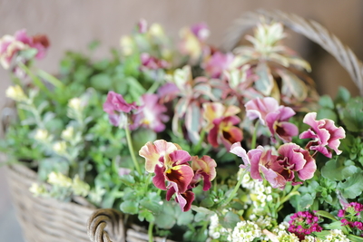 変わり咲きのビオラの寄せ植え＜オーバルバスケット＞