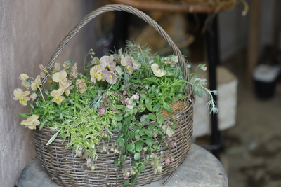 地味だけど可愛い寄せ植え