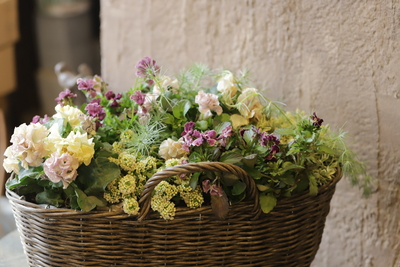 変わり咲きパンジー、ビオラの寄せ植え＜オーバルバスケット＞