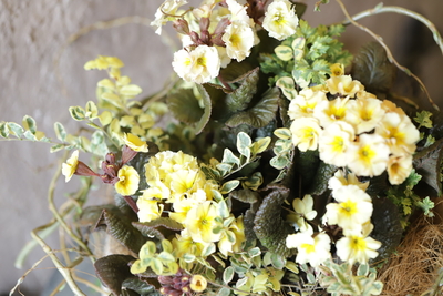 プリムラのこっくりした寄せ植え