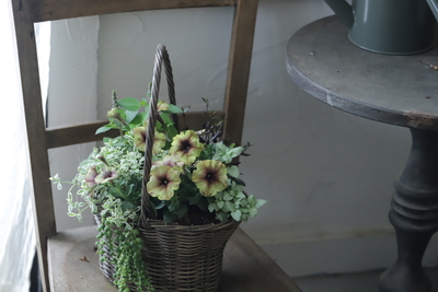 こっくりした色のペチュニアの寄せ植え＜シルキーラテ＞