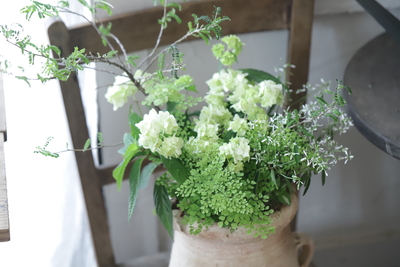 爽やかグリーンの寄せ植え