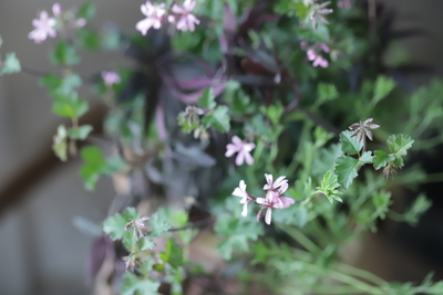 素焼きのシンプルな寄せ植え
