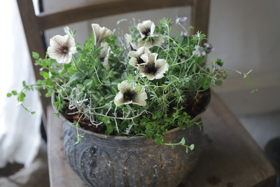 シャビーな寄せ植え＜ブリキ＞