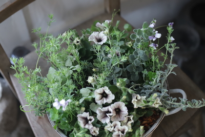 ホーロー風ブリキの寄せ植え＜VIVA1＞