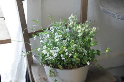 ホーロー風ブリキのナチュラルな寄せ植え