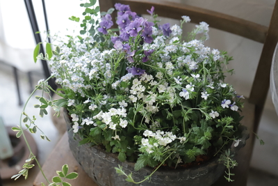 シックな寄せ植え＜ブリキ＞