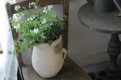 シンプルナチュラルな寄せ植え＜アップルゼラ１＞