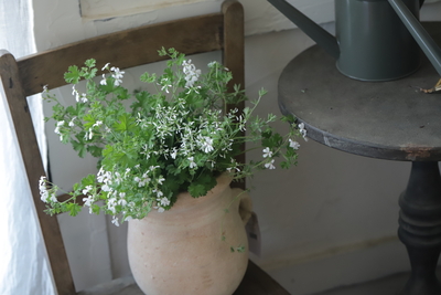 シンプルでナチュラルな寄せ植え＜アップルゼラ２＞